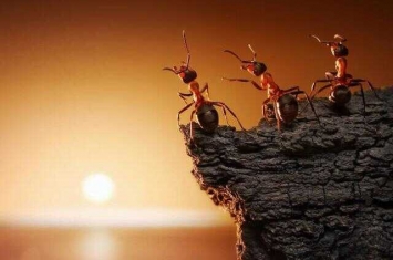 蚂蚁看人类是什么样子的(蚂蚁能看见人的样子吗)