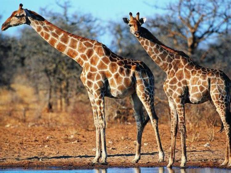 动物小百科长颈鹿,关于长颈鹿尾巴的资料