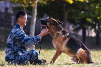 军犬是怎么训练出来的：四种训练军犬的方式(保证令行禁止)