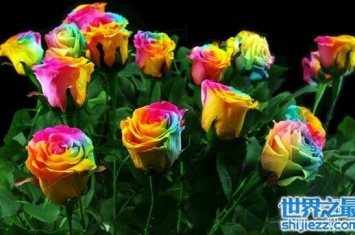 彩虹玫瑰是染色而成的，可以自己制作(教程)