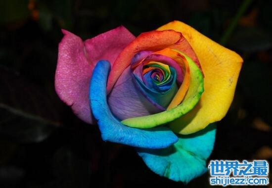 彩虹玫瑰是染色而成的，可以自己制作(教程)