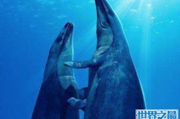 现代鲸的祖先，史前械齿鲸(体长18米，重达15吨)