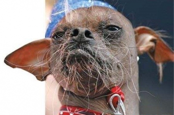 世界上最丑的狗，其实在丑陋的背后也有很多心酸