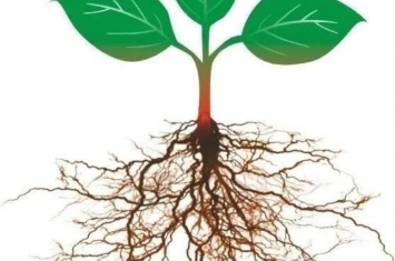 树多高树根就多深吗,树的根能长多远
