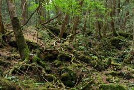 日本“死亡森林”青木原树海，想自杀的人“遗体都会消失”