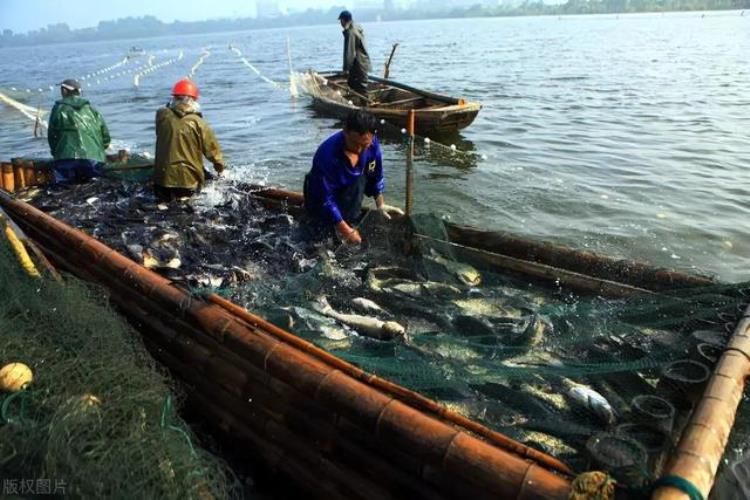 泰宁大金湖鱼,3万斤活鱼突然大量死亡