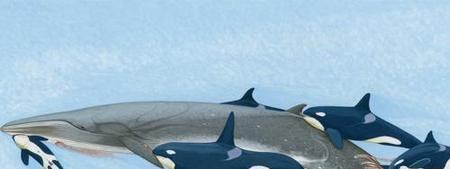 虎鲸的天敌是什么海洋动物(虎鲸的天敌巨齿鲨)