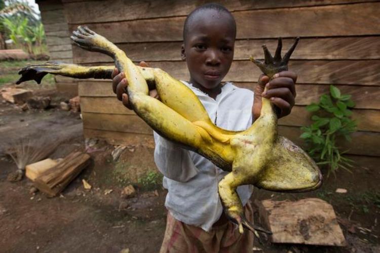 请问非洲巨蛙有多长(1米巨蛙)