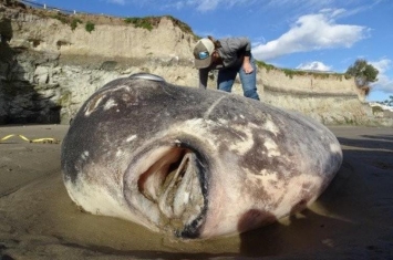 美国海滩出现怪兽鱼,老外捡到巨型怪鱼