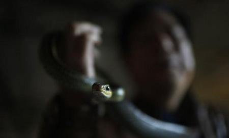 浙江最常见的毒蛇