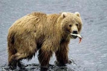 北极熊和科迪亚克棕熊哪个大(科迪亚克岛棕熊和北极熊哪个大)