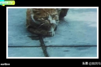 猫跳海恐怖事件,日本五万只猫集体跳河