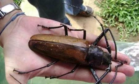 世界上最大的虫是什么虫给我放首(世界上最大的昆虫竹节虫图片)