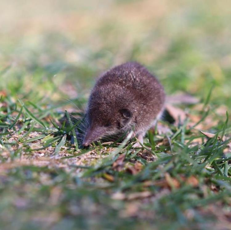 内蒙古出现尖嘴鼠每分钟心脏能跳1200下哺乳界的用毒高手