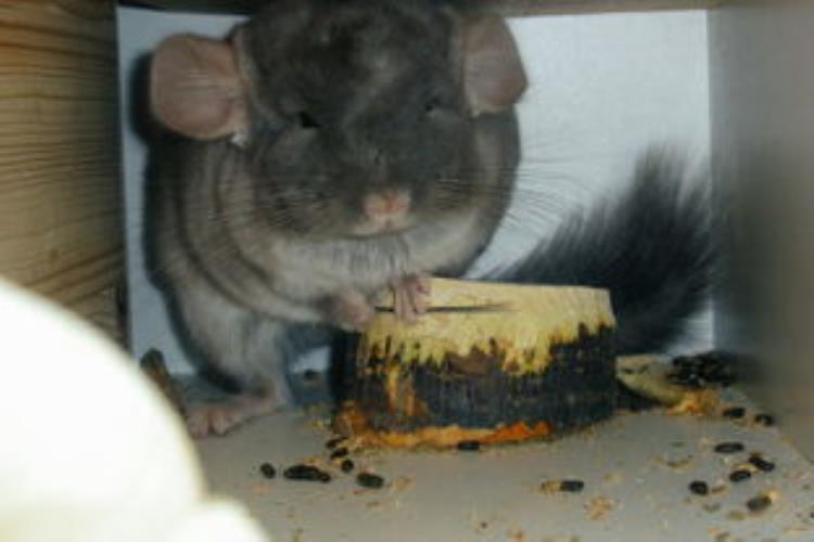 内蒙古出现尖嘴鼠每分钟心脏能跳1200下哺乳界的用毒高手