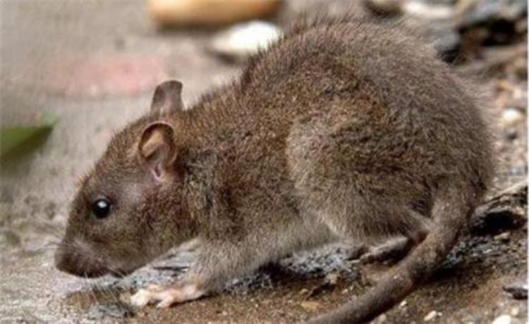 怪事新疆30万只老鼠集体跳崖自杀专家的解释让人后怕