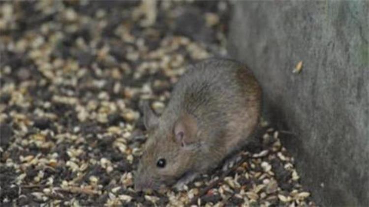 怪事新疆30万只老鼠集体跳崖自杀专家的解释让人后怕