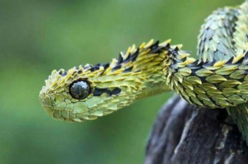 世界上最惊艳的蛇你绝对没见过的蛇,世界最漂亮的三种蛇