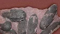 琥珀化石是怎么形成的?(琥珀怎么形成的化石)