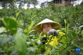 通讯中资公司茶叶经助力老挝茶农精准脱贫