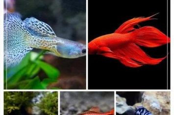 十种最漂亮的小型热带鱼(漂亮的英文)
