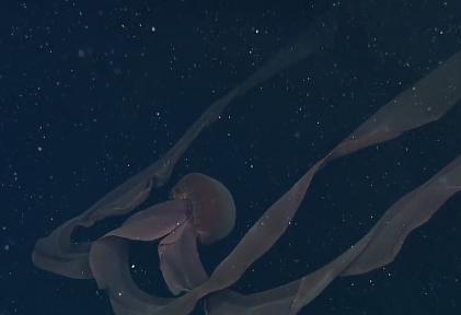 冥河水母图片(世界上最丑的水母)