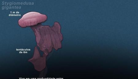冥河水母图片(世界上最丑的水母)