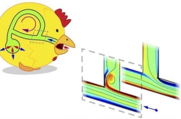 实验论证了鸟类呼吸时肺部气流环路的单向运动是什么,气流的单向流动