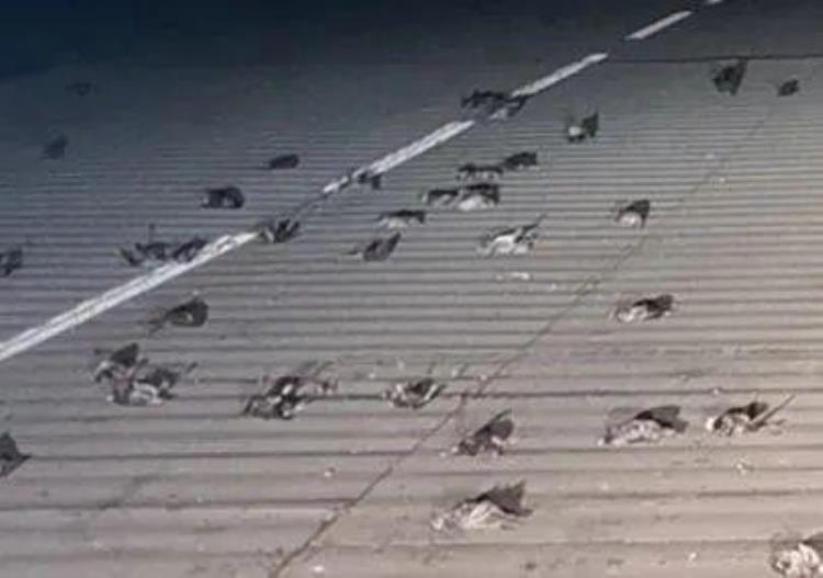 数百只鸟忽然在墨西哥集体坠亡这种离奇事件已经不是第一次发生