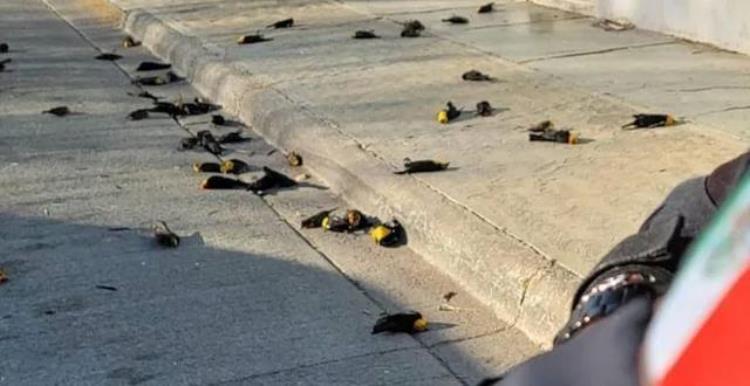 数百只鸟忽然在墨西哥集体坠亡这种离奇事件已经不是第一次发生