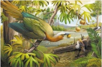 鸟类牙齿为何演化失踪,为什么鸟类没有牙齿