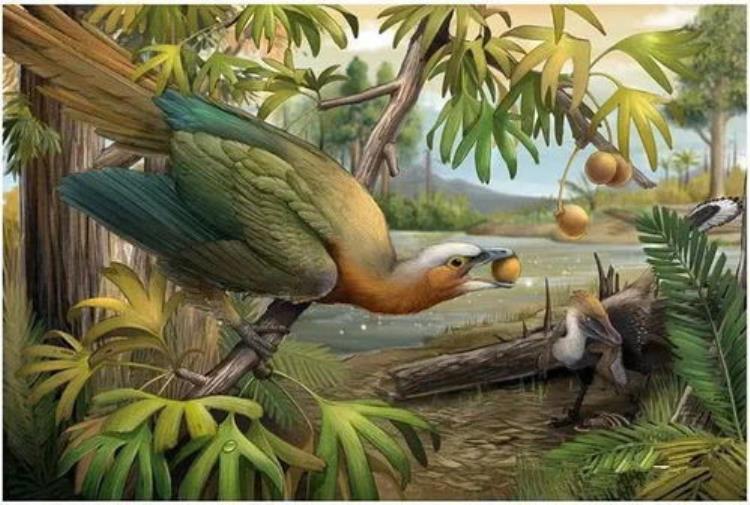 鸟类牙齿为何演化失踪,为什么鸟类没有牙齿