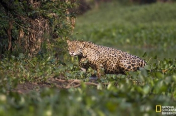 巴西美洲豹神秘死亡或为蓄意毒杀