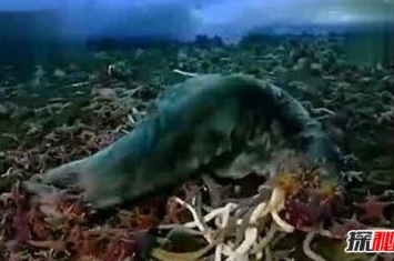 南极巨虫疯狂吞食巨型海豹，体长3米的古老深海巨怪