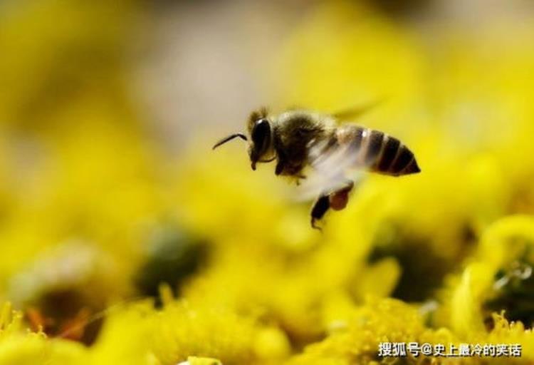 世界上最奇怪的蜜蜂,蜜蜂飞进家里的预兆