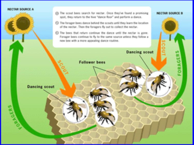 世界上最奇怪的蜜蜂,蜜蜂飞进家里的预兆