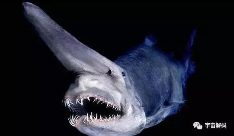 世界上有魔鬼鲨吗「神秘的魔鬼鲨为何世界上没有一个人捉到或看到过完整的」