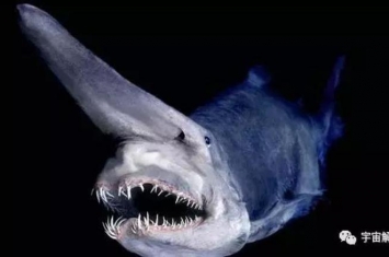 世界上有魔鬼鲨吗「神秘的魔鬼鲨为何世界上没有一个人捉到或看到过完整的」