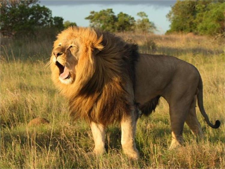 能杀死老虎的狮子,什么品种的狮子能打过老虎