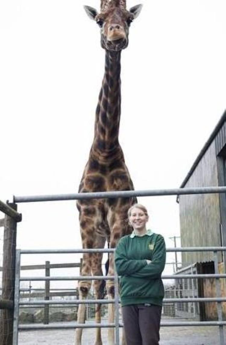 长颈鹿是个子最高的动物,长颈鹿最高的是多高