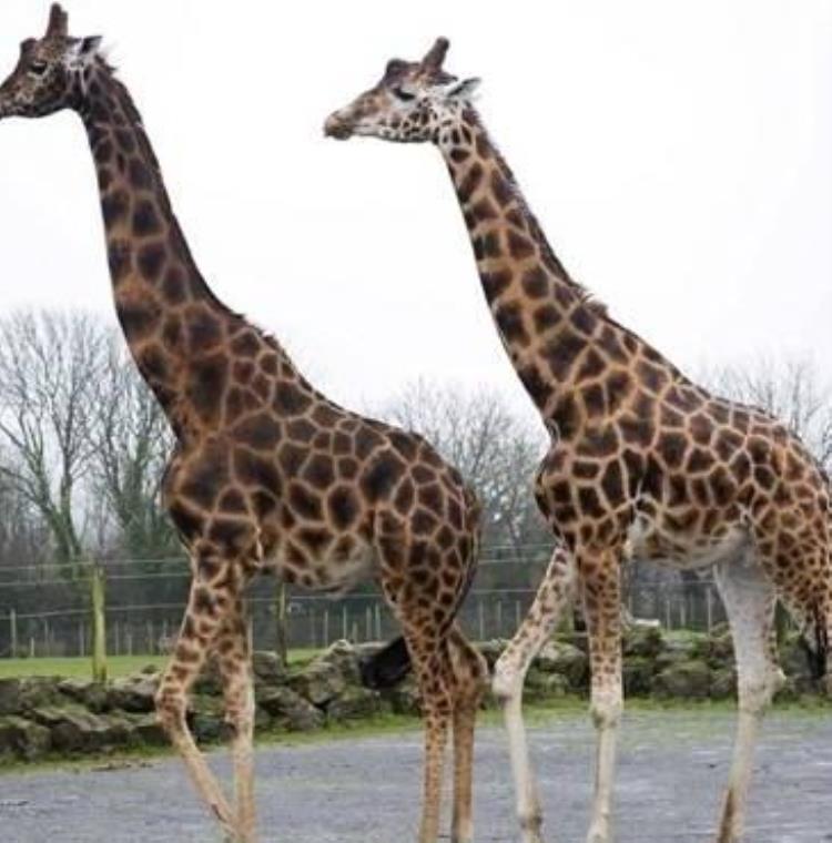 长颈鹿是个子最高的动物,长颈鹿最高的是多高