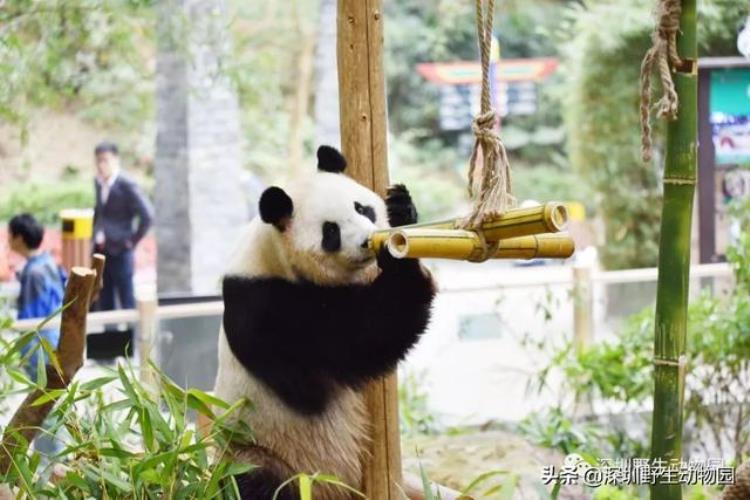 世界上最可爱的熊排名,史上最可爱大熊猫
