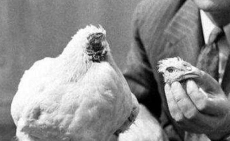 无头鸡麦克,美国无头鸡被砍头后仍活18个月