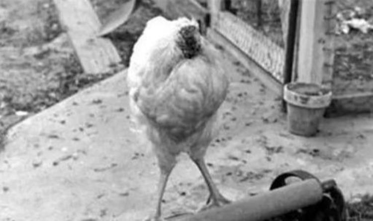 无头鸡麦克,美国无头鸡被砍头后仍活18个月
