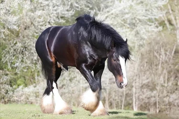 世界上体形最大的马,世界上体型最高的马