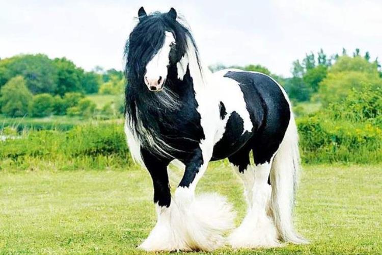 世界上体形最大的马,世界上体型最高的马