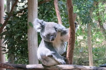 澳大利亚的特有动物是袋鼠和鸸鹋,澳洲的几种常见动物
