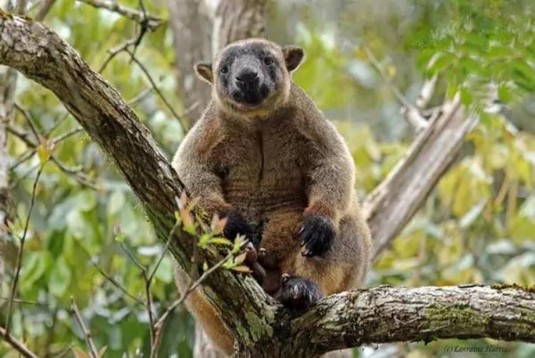澳大利亚的特有动物是袋鼠和鸸鹋,澳洲的几种常见动物