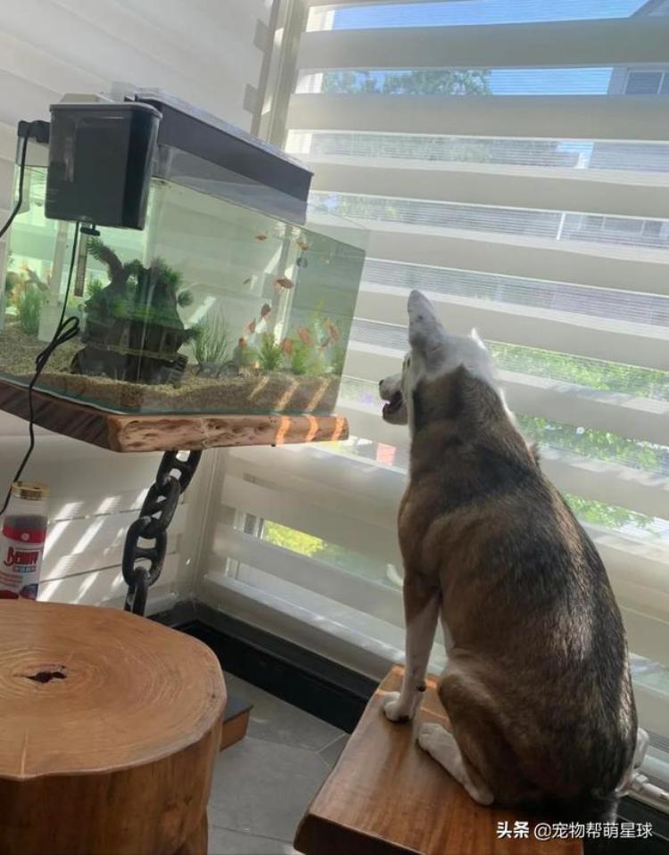 鱼缸里的鱼很激动,狗狗被主人吓醒给了一个犀利眼神