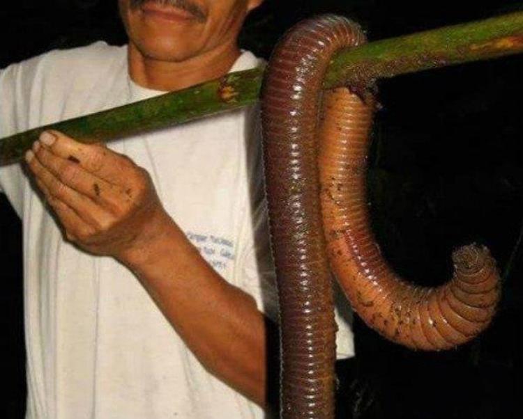 世界上最长的蚯蚓,世界最长的蚯蚓在哪里发现